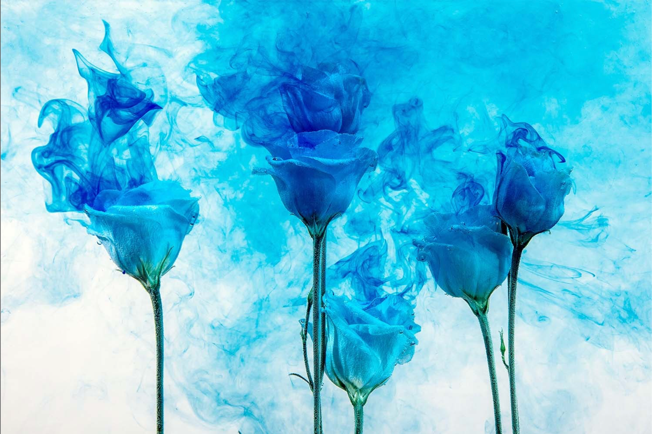 ABSTRACT BLUE ROSES