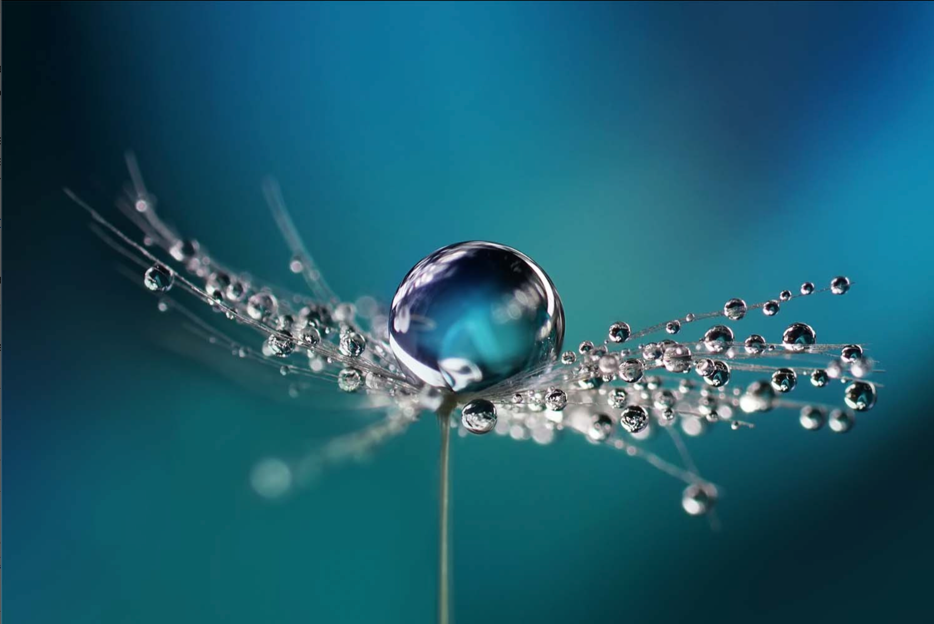 ABSTRACT BLUE DEW DROPS ON A DANDELION SEED MACRO