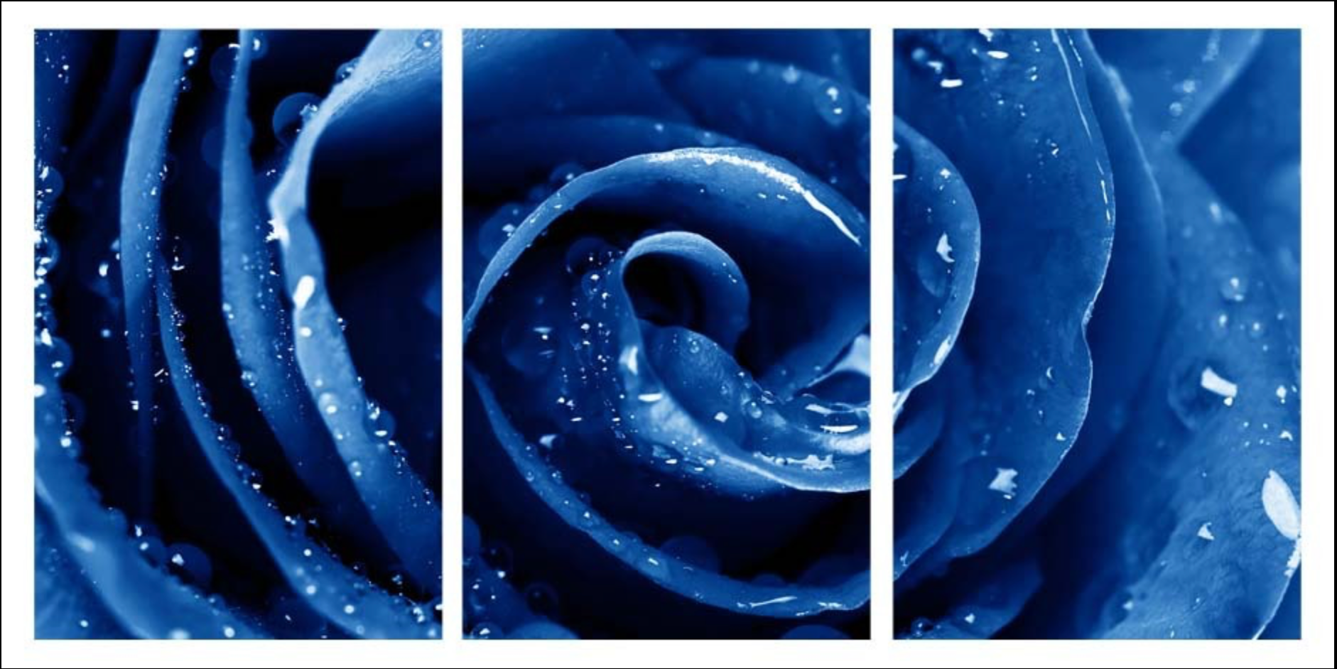 ABSTRACT BLUE ROSE 3 PIECES